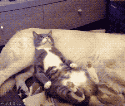 1938913549_50c29455_2105579811_1468dd7b_1926125679_34a26ba6_5.gif