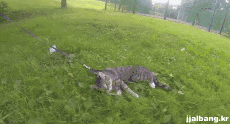 hu_1412098188_3929599291.gif