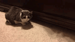 hu_1423809131_1526457361.gif